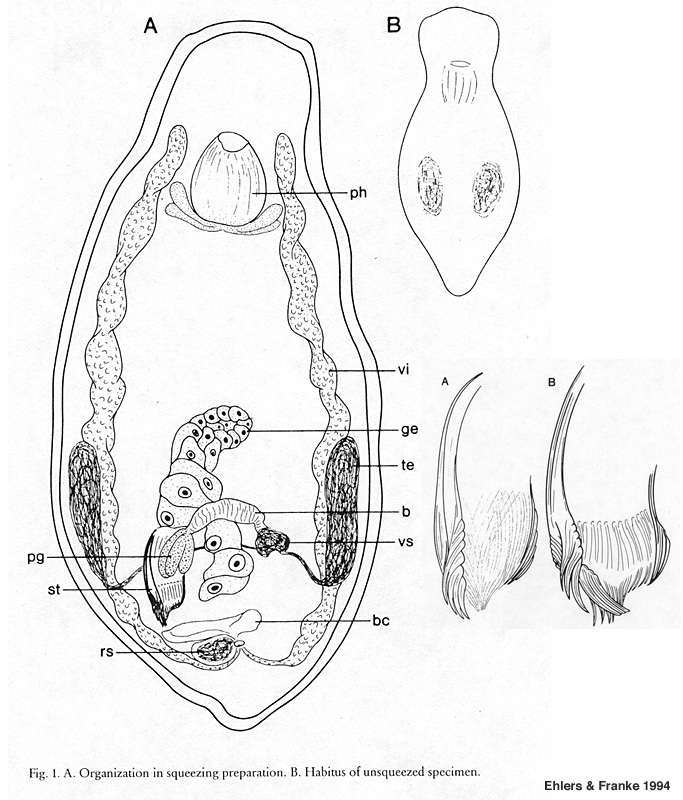 Image of Dalyelliidae