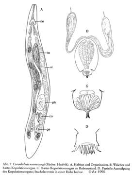 Image of Coronhelmis