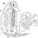 Image of Allostoma crassicystiferum (Westblad 1952)