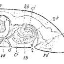 Image of Inaloa cirrifera (Meixner 1943) Martens & Curini-Galletti 1994