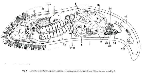 Image of Luriculus