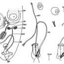 Image of Luriculus tyndareus (Sterrer & Rieger 1990)