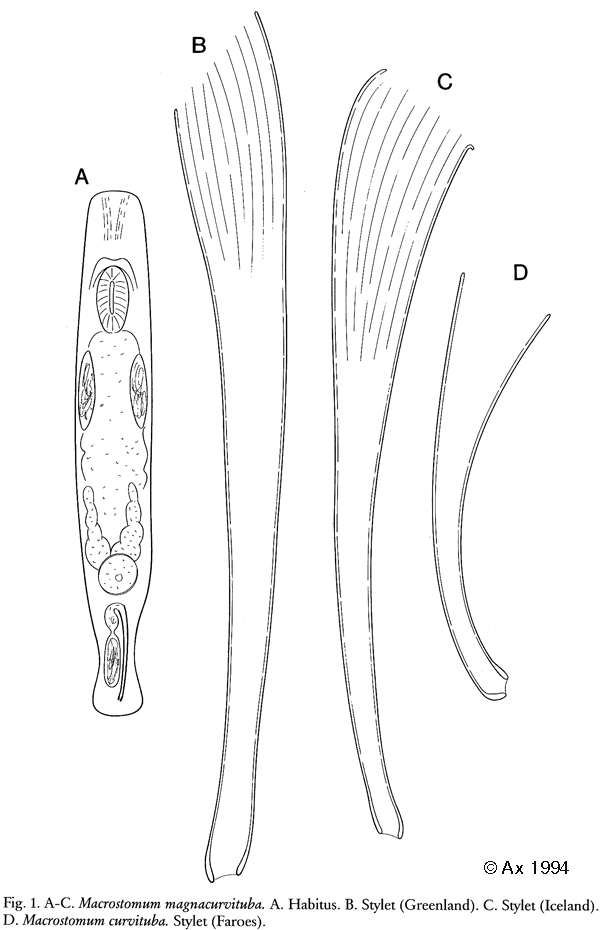 Sivun Macrostomum magnacurvituba Ax 1994 kuva