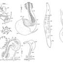 Image of Monocelopsis septentrionalis (Sopott 1972) Martens & Curini-Galletti 1994