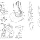 Monocelopsis septentrionalis (Sopott 1972) Martens & Curini-Galletti 1994的圖片