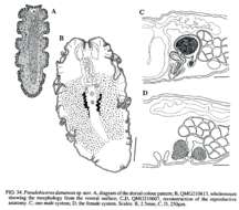 Pseudobiceros resmi