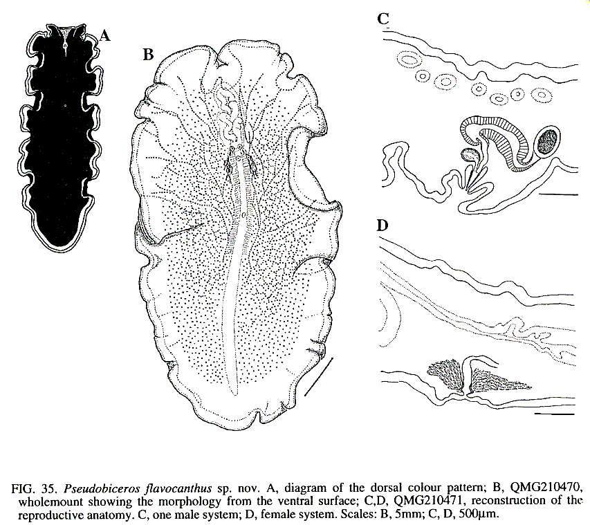 Image of Pseudobiceros flavocanthus Newman & Cannon 1994