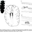 Image of Pseudobiceros stellae Newman & Cannon 1994