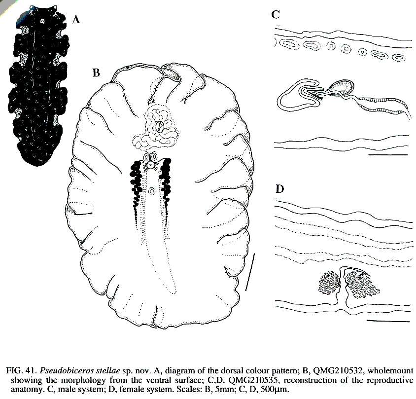 Image of Pseudobiceros stellae Newman & Cannon 1994