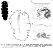 Image of Pseudobiceros uniarborensis Newman & Cannon 1994