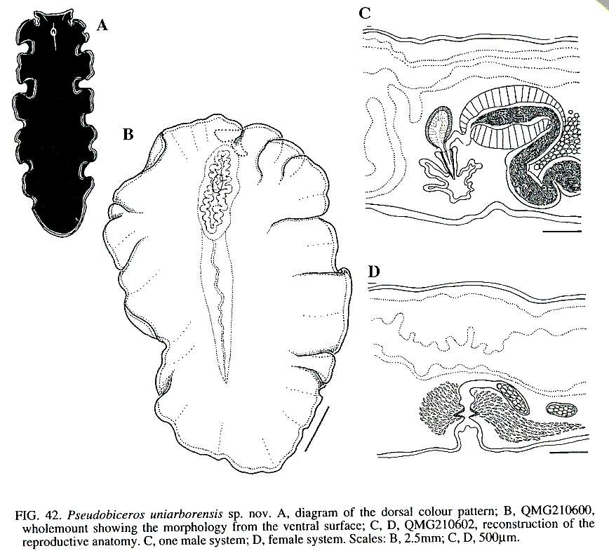 Image of Pseudobiceros uniarborensis Newman & Cannon 1994
