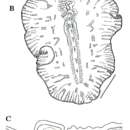 Image of Pseudoceros felis Newman & Cannon 1994