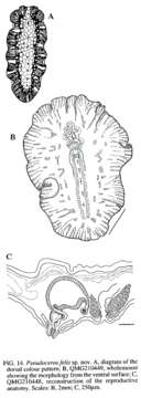 Image of white and purple flatworm