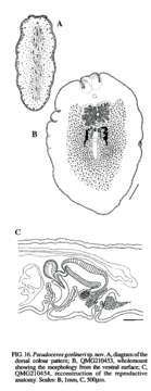 Image of white and purple flatworm