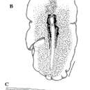 Image of Pseudoceros heronensis Newman & Cannon 1994
