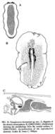 Image of Pseudoceros heronensis Newman & Cannon 1994