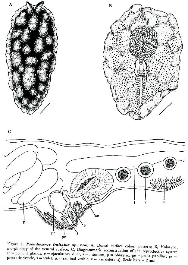 Pseudoceros imitatus Newman & Cannon 1994 resmi