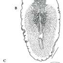 Image of Pseudoceros lindae Newman & Cannon 1994
