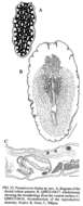 Image of Pseudoceros lindae Newman & Cannon 1994