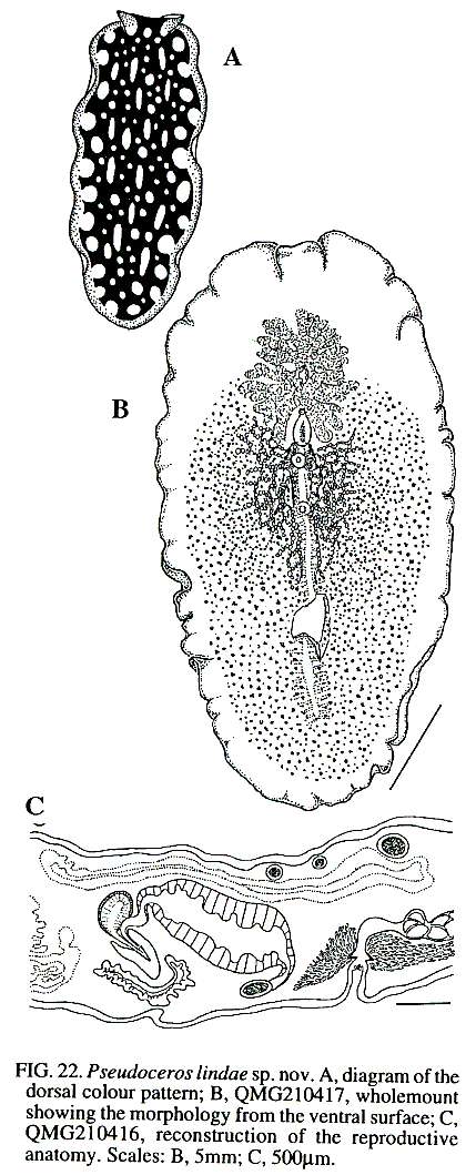 صورة Pseudoceros lindae Newman & Cannon 1994