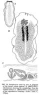 Image of Pseudoceros ouini Newman & Cannon 1994