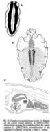 Image of Pseudoceros paralaticlavus Newman & Cannon 1994