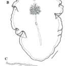 Image de Pseudoceros periaurantius Newman & Cannon 1994