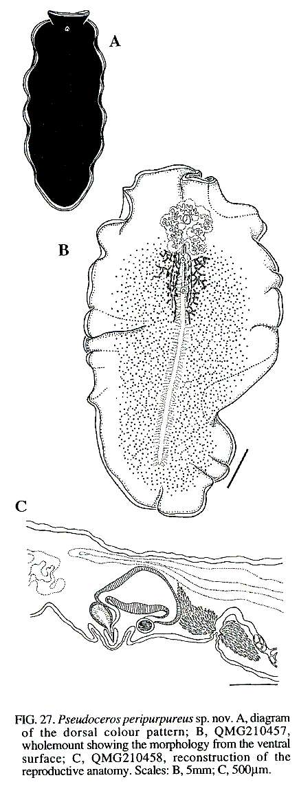 صورة Pseudoceros peripurpureus Newman & Cannon 1994