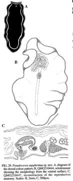 Image of Pseudoceros sapphirinus Newman & Cannon 1994