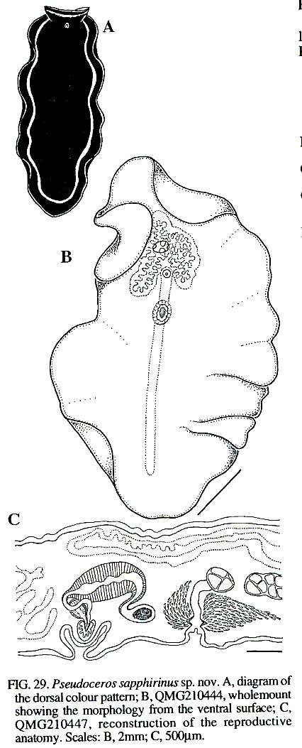 صورة Pseudoceros sapphirinus Newman & Cannon 1994