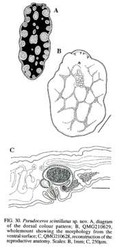 Image of Pseudoceros scintillatus Newman & Cannon 1994