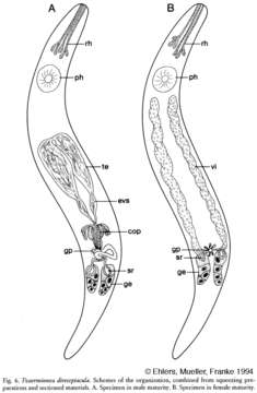 Image of Tvaerminnea