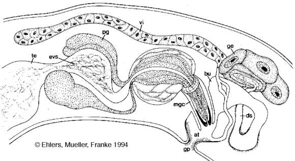 Image of Tvaerminnea