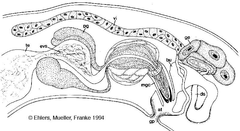 Image of Tvaerminnea