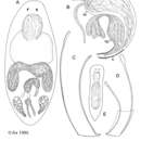 Image of Baicalellia groenlandica Ax 1995