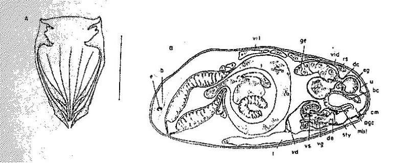 Image of Gieysztoria quadrata Norena-Janssen 1995