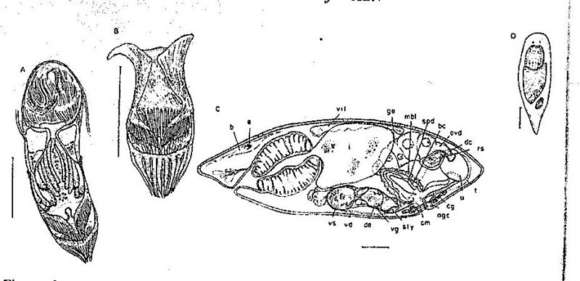 Image de Gieysztoria variata Norena-Janssen 1995