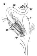 Image of Gnathorhynchus