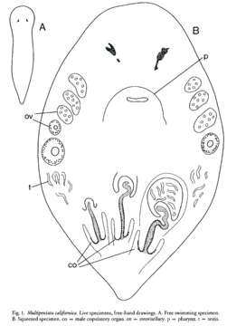 Image of Multipeniatidae