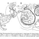 Image of Plagiostomum boehmigi Karling & Jondelius 1995
