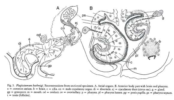 Image de Plagiostomidae