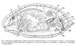 Image of Plagiostomidae