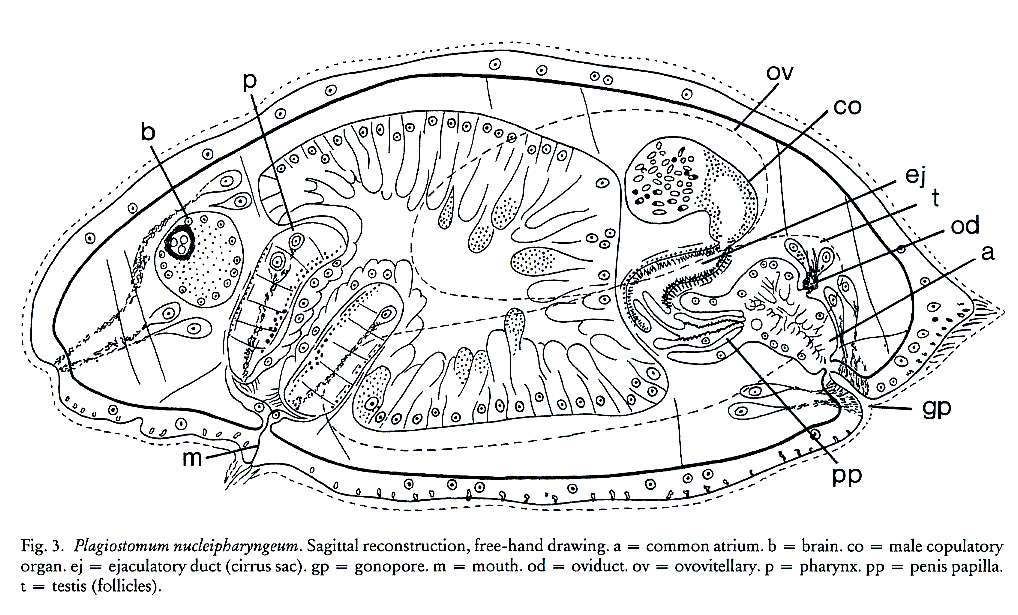 Image of Plagiostomum