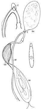 Image of Promesostoma dennisalleni Ax 1995