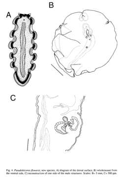 Image of Frilly baby poo flatworm