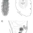 Image of Pseudobiceros mikros Newman & Cannon 1997