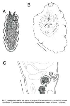 Image of Pseudobiceros mikros Newman & Cannon 1997