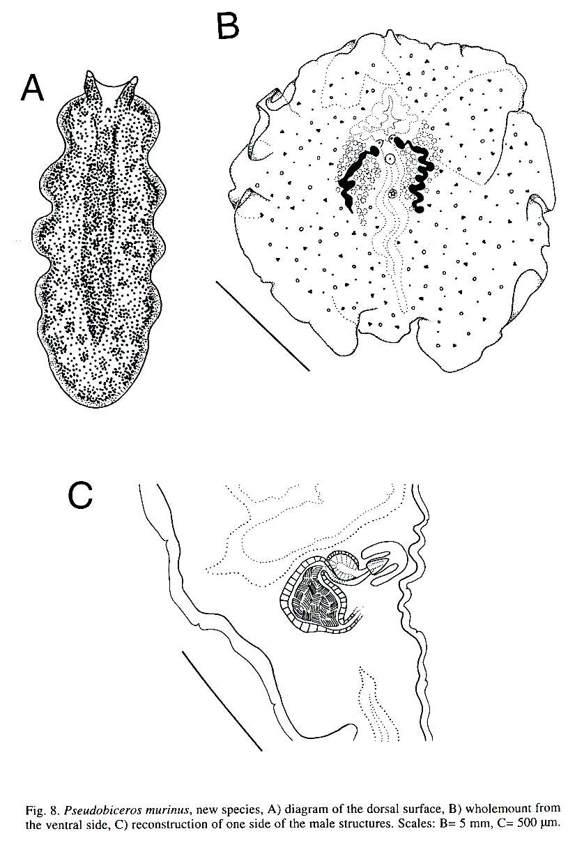Image of Pseudobiceros murinus Newman & Cannon 1997
