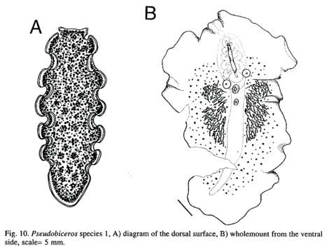 Image of Cotylea I