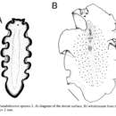 Image of <i>Pseudobiceros</i>